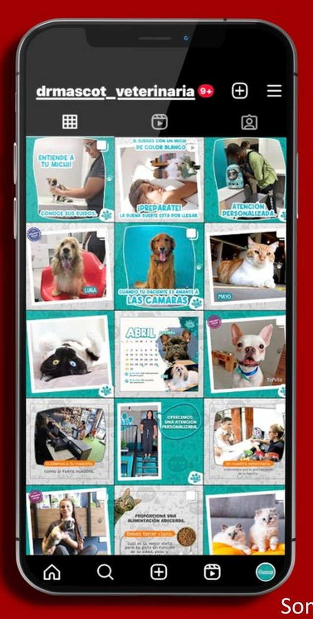 Dr. Mascot Veterinaria — feed de Instagram